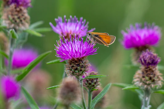 How Can Milk Thistle Help With Alcohol Recovery - b.Ready hangover Gummies