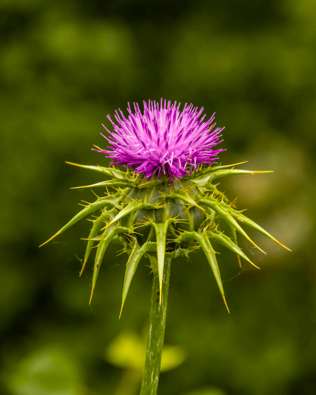 Milk Thistle: The Secret Ingredient for Effective Hangover Recovery with b.Ready Gummies - b.Ready Gummies